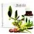 Jojobos eterinis aliejus 10ml - Medicomed