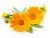 Calendula tincture 40ml 